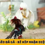 Mẹo Soi Kèo Đá Gà - Bí Kíp Nhận Diện Linh Kê Bất Bại